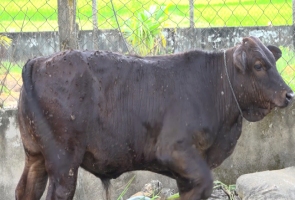 Bệnh viêm da nổi cục trên trâu bò đã lan rộng ra 46 xã