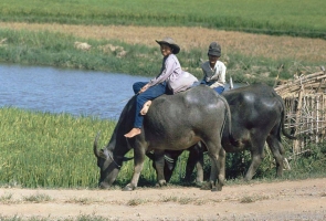 Miền đất Quảng Nam năm 1991 – 1992 qua ảnh của Hans-Peter Grumpe