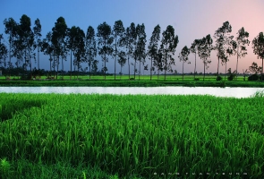 Vẻ đẹp làng quê Quảng Nam