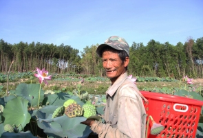 Rộn ràng mùa thu hoạch sen Duy Sơn