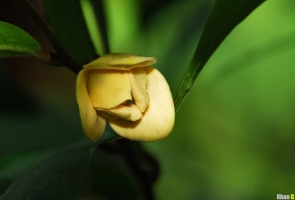 Bông dủ dẻ