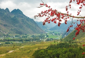 Đi tìm mùa hoa gạo bỏ quên ở núi rừng Quảng Nam