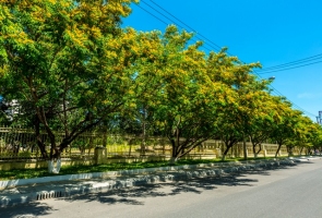 TAM KỲ- Rộn ràng mùa hoa sưa