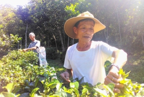 Phục hồi thương hiệu chè Đức Phú