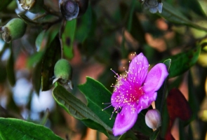 Màu hoa thương nhớ