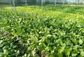 Thêm 8 sản phẩm nông nghiệp OCOP đạt 3, 4 sao cấp tỉnh