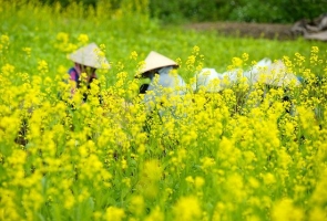 Cải ngồng tháng 3