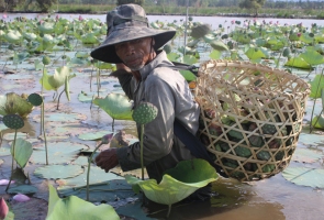 TAM KỲ- Người dân vào vụ thu hoạch sen trên sông Đầm
