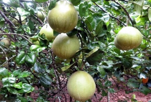 Trụ lông- trái hiếm của làng Đại Bình