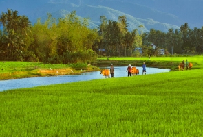 Quê nội