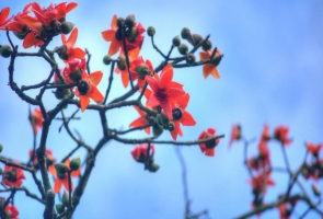 Đẹp ngỡ ngàng mùa hoa gạo tháng 3
