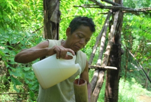 Độc đáo “rượu đục” của người Cơ Tu