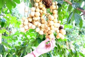 Chuẩn hóa sản phẩm OCOP