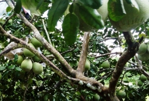 Mùa thanh trà Tiên Phước