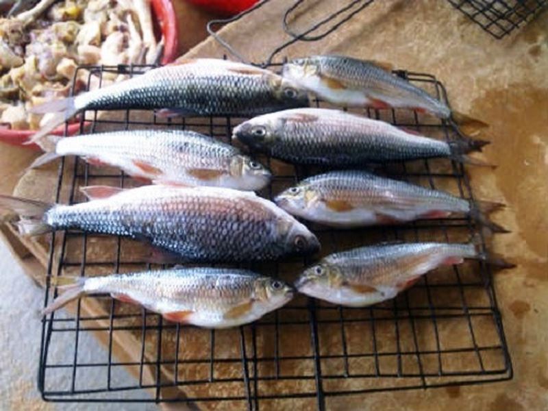 Cá niên xứ Quảng